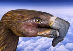 European Eagle Hand Painting | Guido Daniele