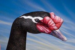 Swan Black Naked Hand Painting | Guido Daniele