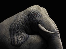Elephant on black Hand Painting | Guido Daniele