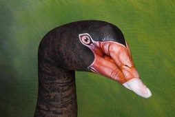 Swan Australian Black Hand Painting | Guido Daniele