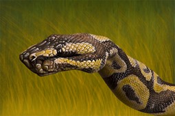Python Hand Painting | Guido Daniele