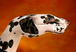Dalmatian Dog Hand Painting | Guido Daniele