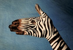 Zebra on blue Hand Painting | Guido Daniele