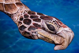 Sea Turtle Caretta Hand Painting | Guido Daniele