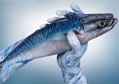 Mackerel Fish Hand Painting | Guido Daniele