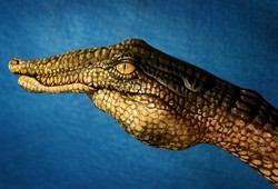 Crocodile on blue Hand Painting | Guido Daniele