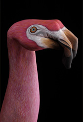Flamingo on Black Hand Painting | Guido Daniele