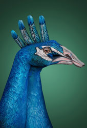 Peacock head Hand Painting | Guido Daniele
