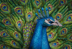 Peacock Hand Painting | Guido Daniele