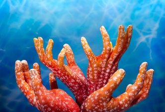 Corals - Ph. Guido Daniele