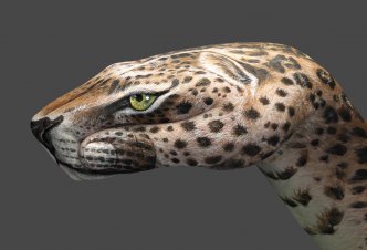 Leopard - Ph. Andric