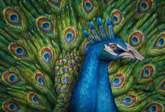 Peacock - Ph. M.J.Daniele