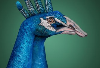 Peacock head - Ph. M.J.Daniele
