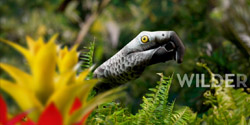 ADV Campaign Wild Leaf TEA Canada - Parrot