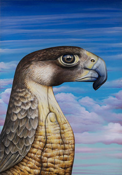 Oil Painting on Canvas - Hawk