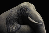 Elefante - Ricerca personale - 2008