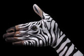 Zebra - Ricerca personale - 2008