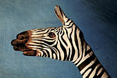 Zebra - Ricerca personale - 2006