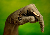 Elefante - Sigla televisiva per Animal Planet Discovery 2006