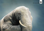 Manimali - Elefante per WWF