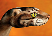 Gatto grigio - Sigla televisiva per Animal Planet Discovery 2006