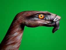 Biancone Hand Painting | Guido Daniele