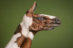 Horse Dappled Hand Painting | Guido Daniele